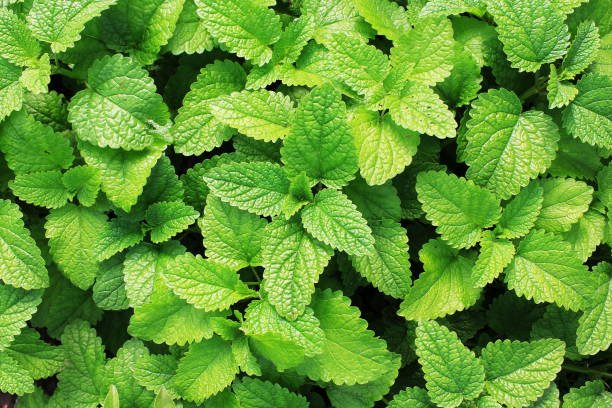 Menthe poivree
